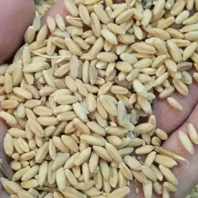 گندم|عمدهفروشی|گیان, |دیوار