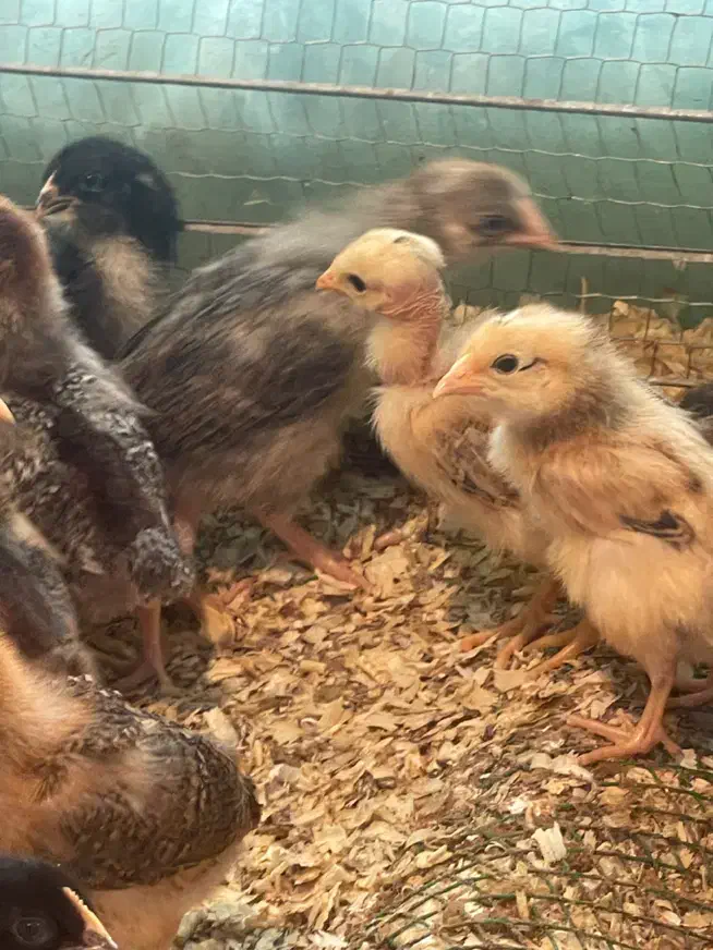 فروش جوجه ۱۰ روزه|حیوانات مزرعه|بابل, |دیوار