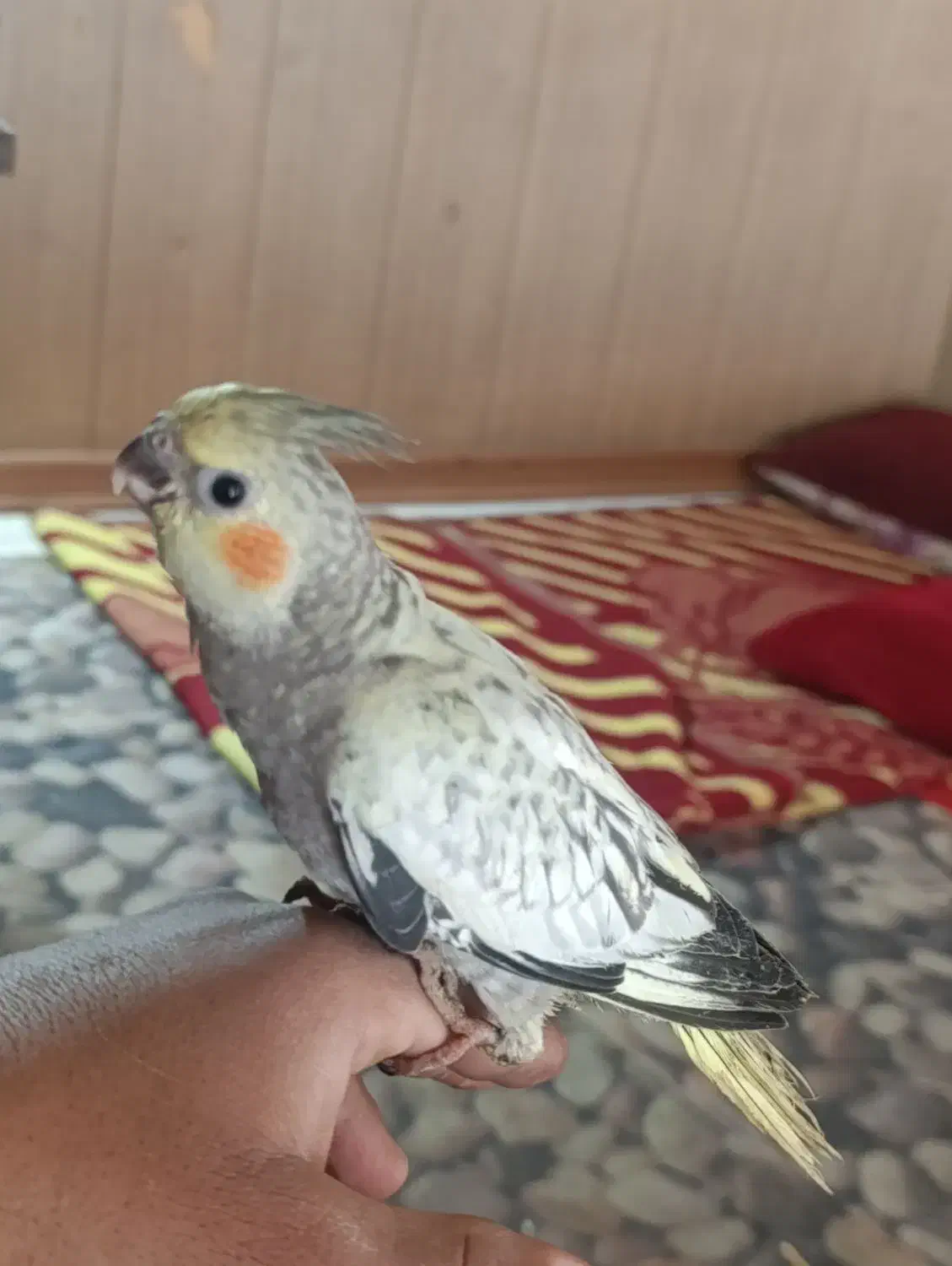 فروش عروس هلندی دستی|پرنده|مشهد, بهمن|دیوار