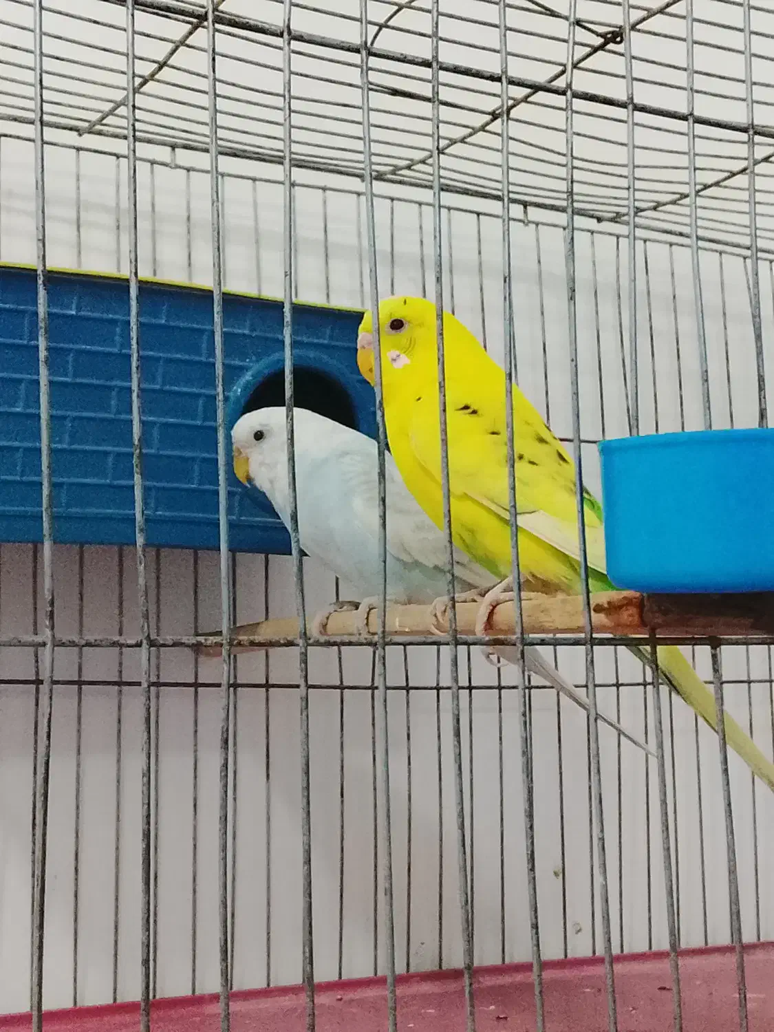 مرغ عشق مولد|پرنده|بانه, |دیوار