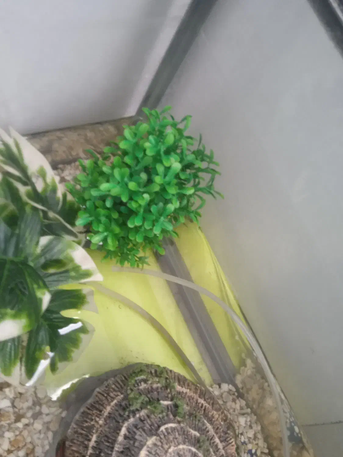 اکواریوم شرکتی مرتب وتمیز|ماهی|تربتحیدریه, منظر|دیوار