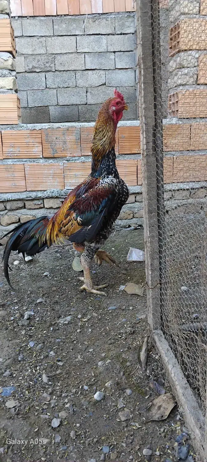 خروس لاری اوشامو|حیوانات مزرعه|فاضل آباد, |دیوار