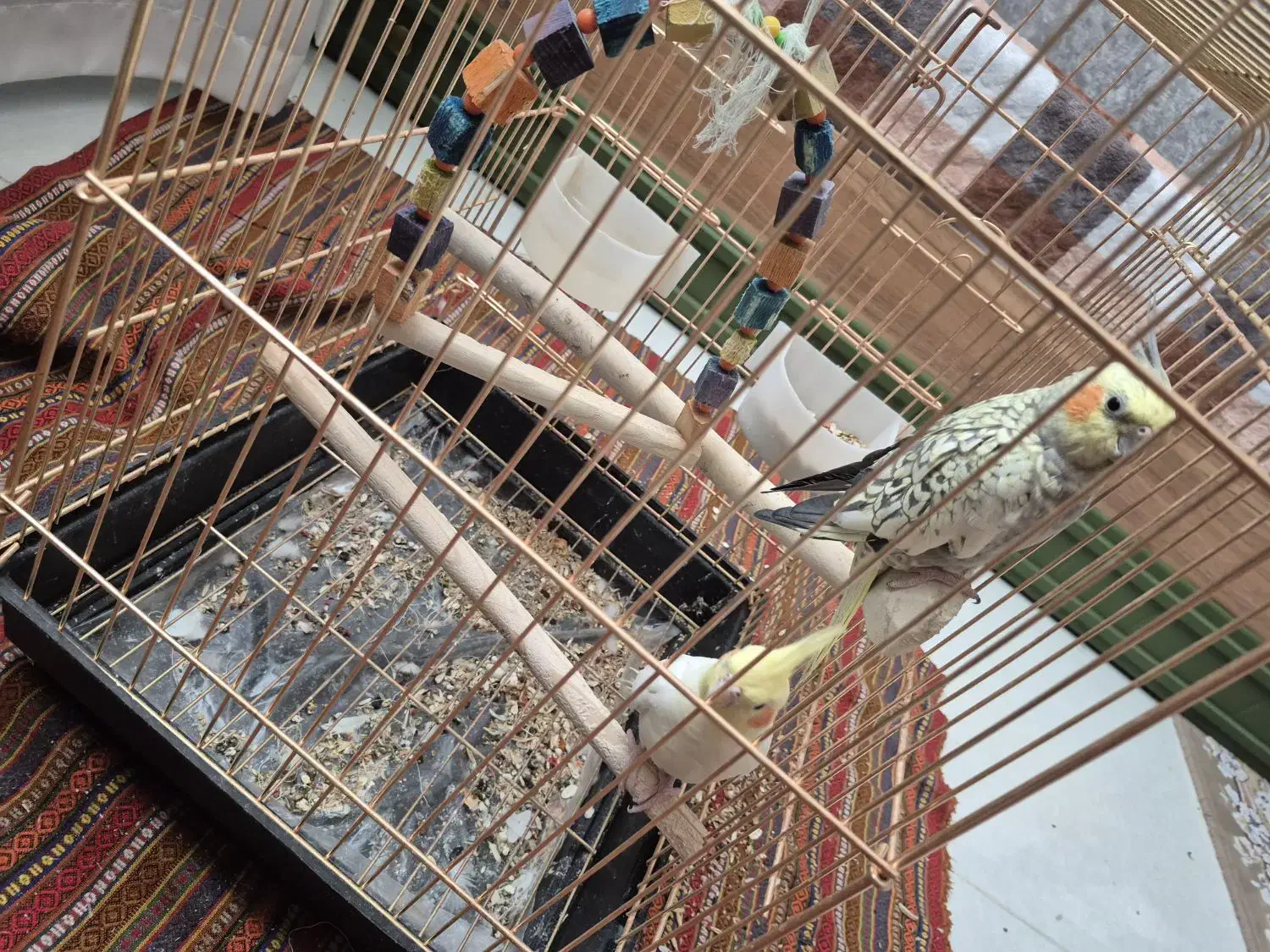 یک جفت عروس هلندی|پرنده|اسلام‌‌آباد غرب, |دیوار