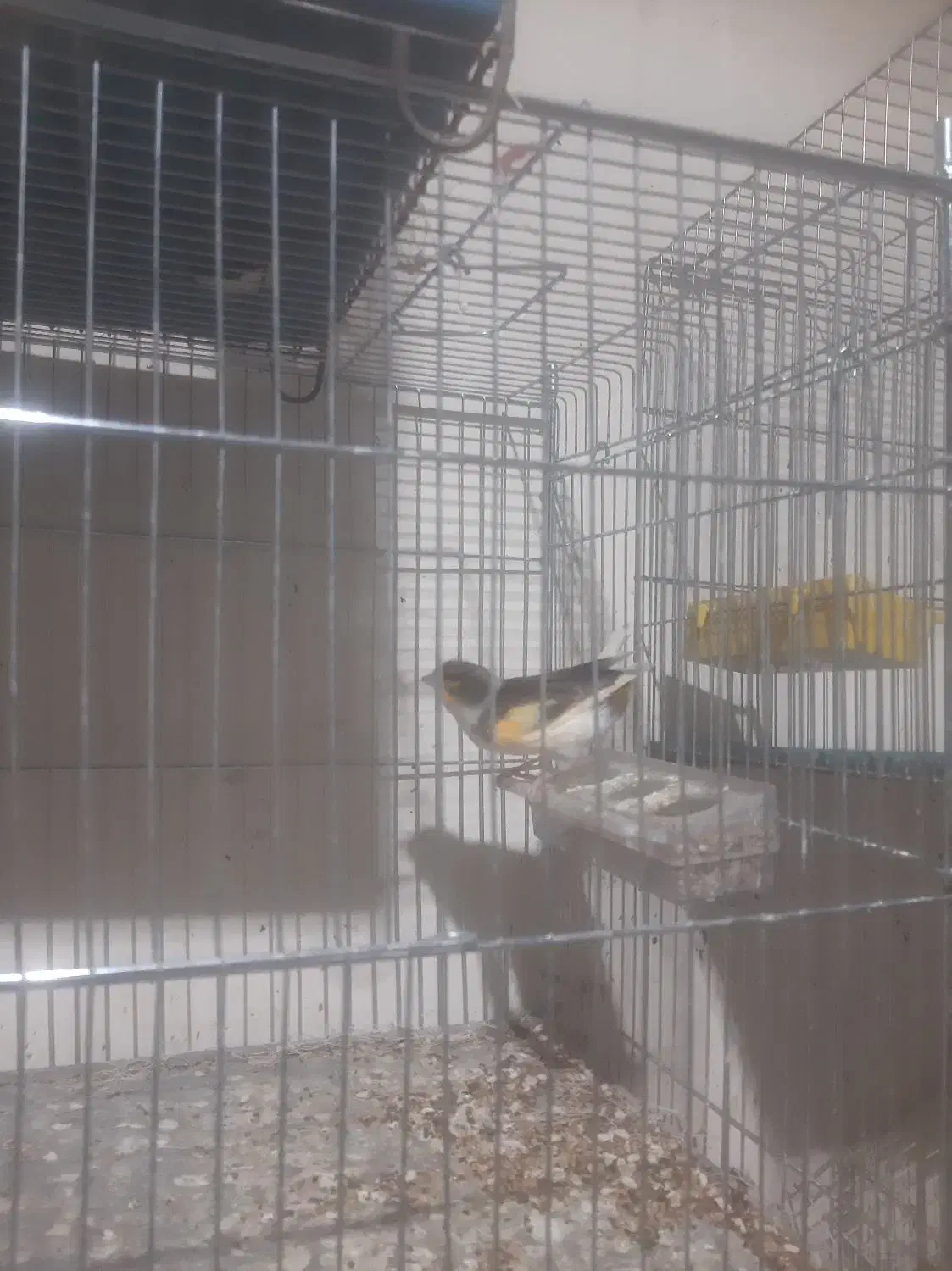 سلام .یک عدد قناری نر جوان خوی|پرنده|خمینیشهر, |دیوار