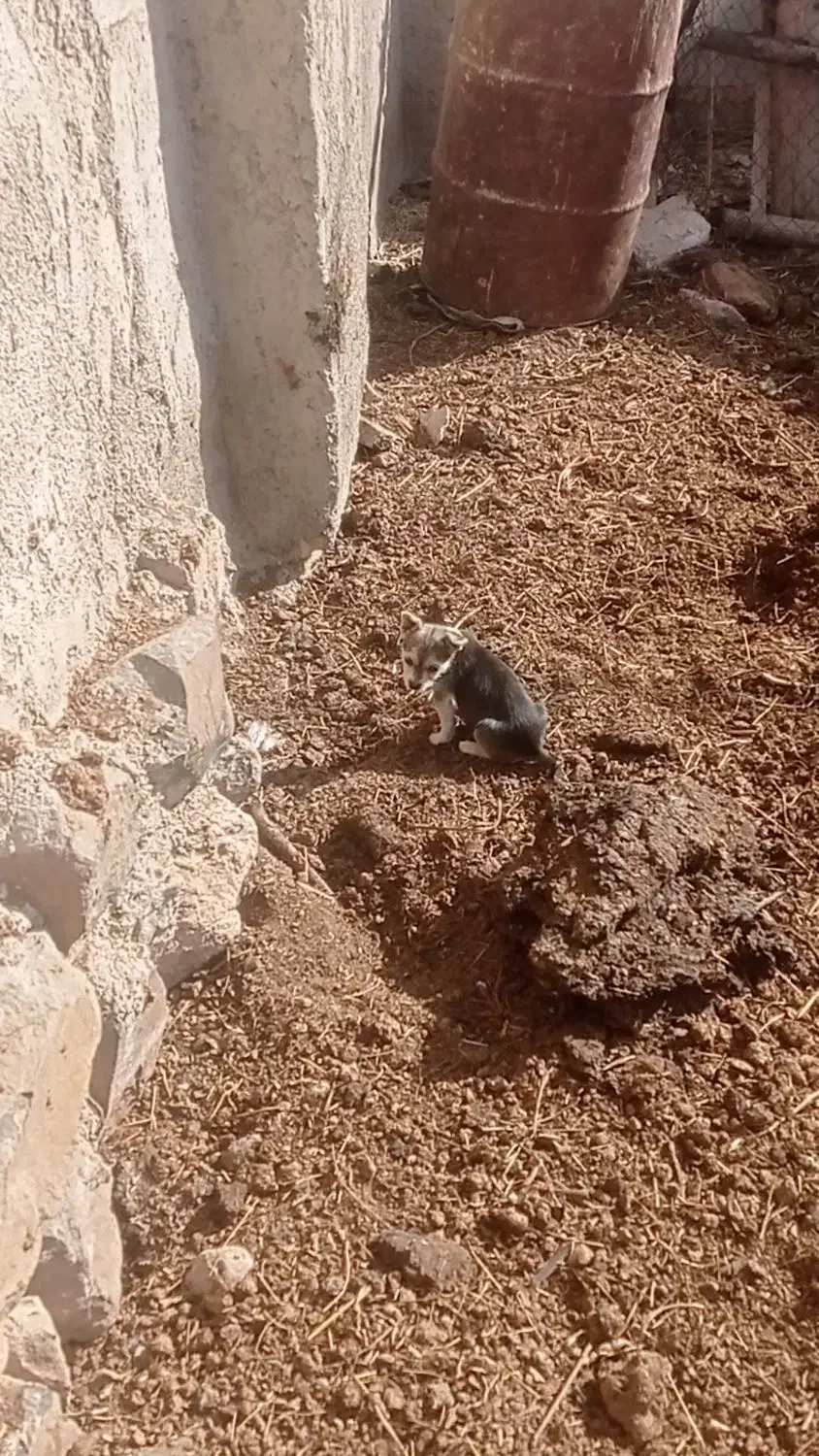 توله سگ پاکوتاه 3ماه|سگ|صائین قلعه, |دیوار