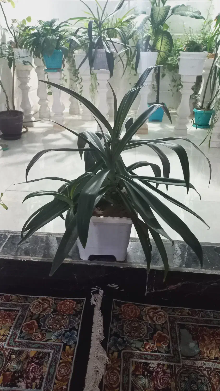 فروش گل|گل و گیاه طبیعی|قروه, |دیوار