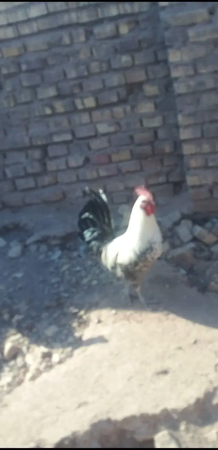 خروس یکی ززیبا|حیوانات مزرعه|رفسنجان, |دیوار