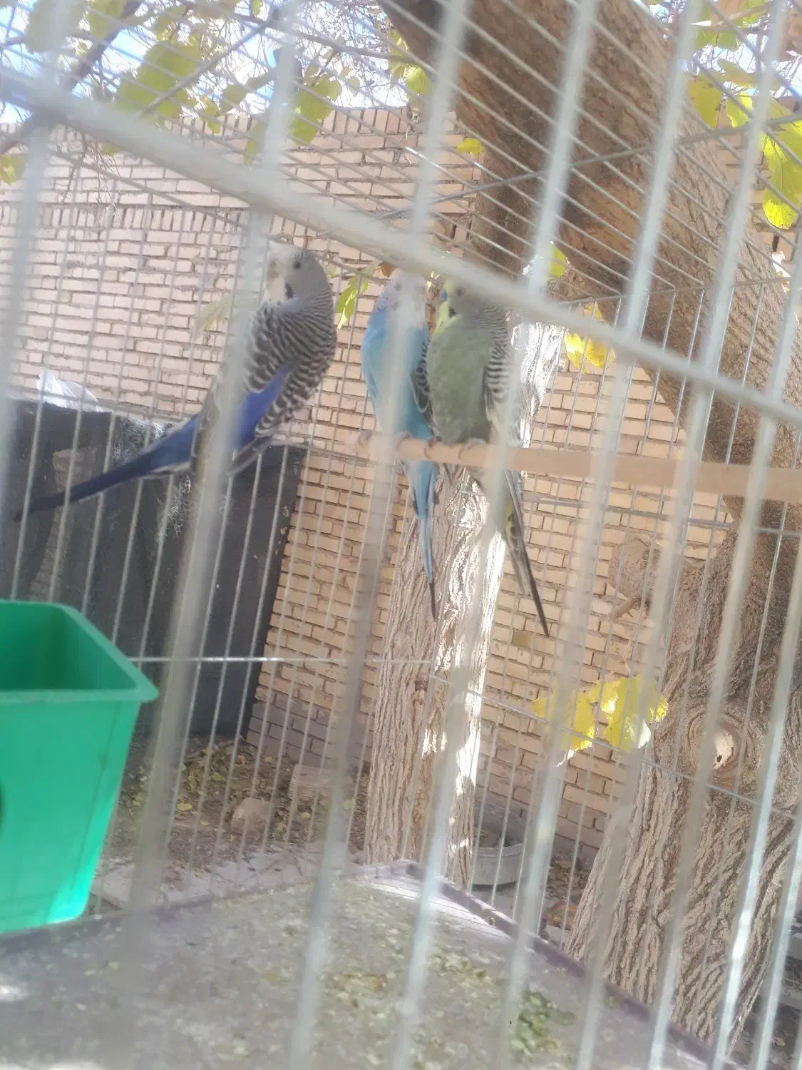 جفت مرغ عشق و عروس هلندی|پرنده|مهریز, |دیوار