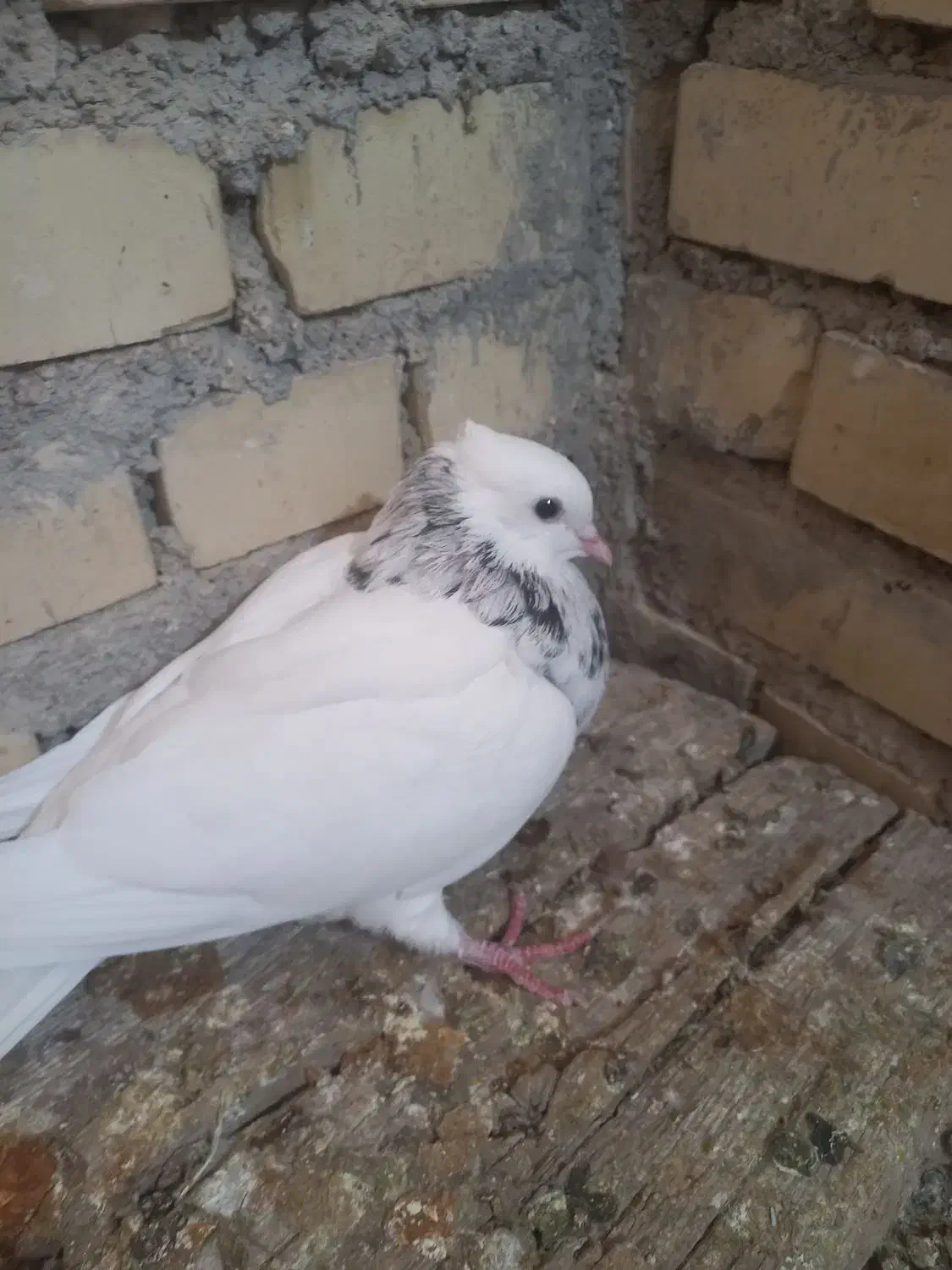 ماده الماسی تازه بند آخرخشک کرده درجه یک|پرنده|شبانکاره, |دیوار