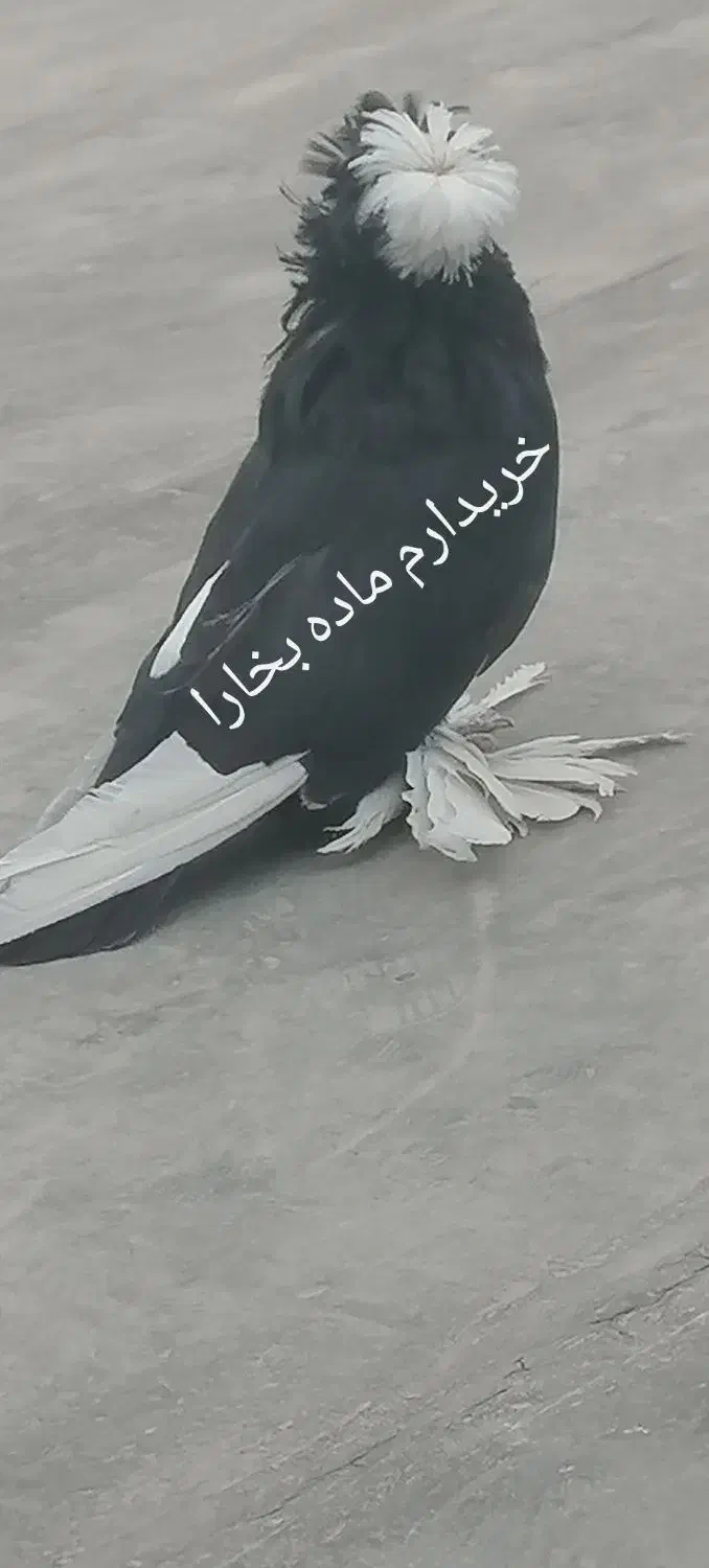 گمشده مثلا بخارا ،راعبی ،دو‌کاکول،گمشده ماده بخارا|حیوانات|مشهد, منزل آباد|دیوار
