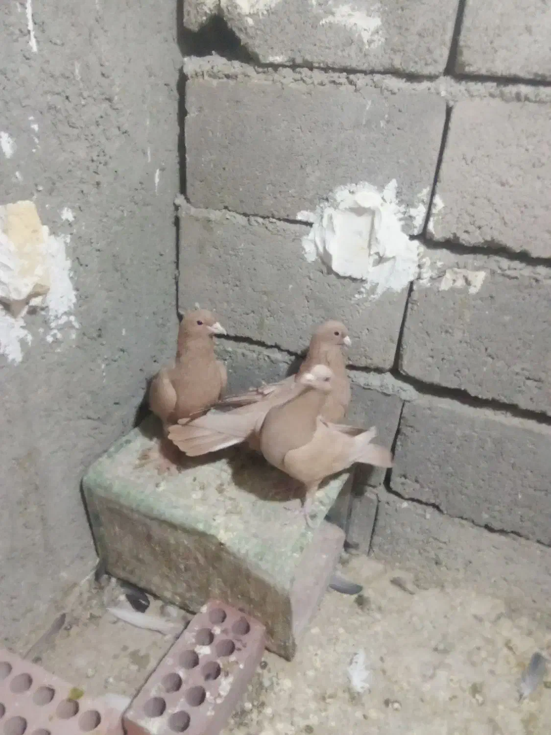 زرد کرمانی|پرنده|یزدان شهر, |دیوار