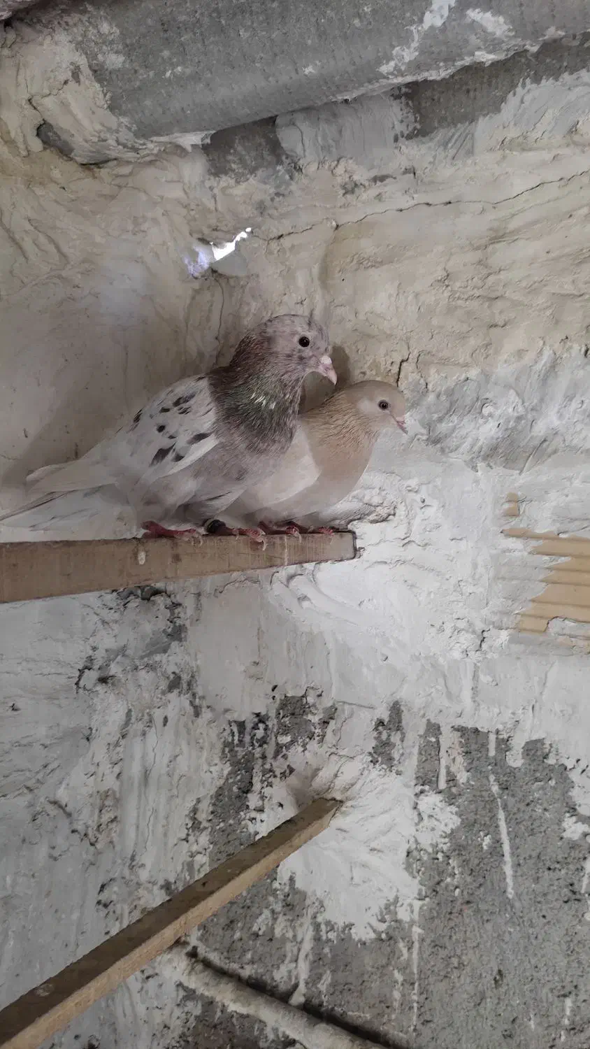 دو عدد کبوتر پرشی زردی و سرور نر و ماده خارجی|پرنده|بهارستان, |دیوار