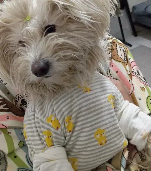 سگ شیتزو سفید|سگ|تایباد, |دیوار