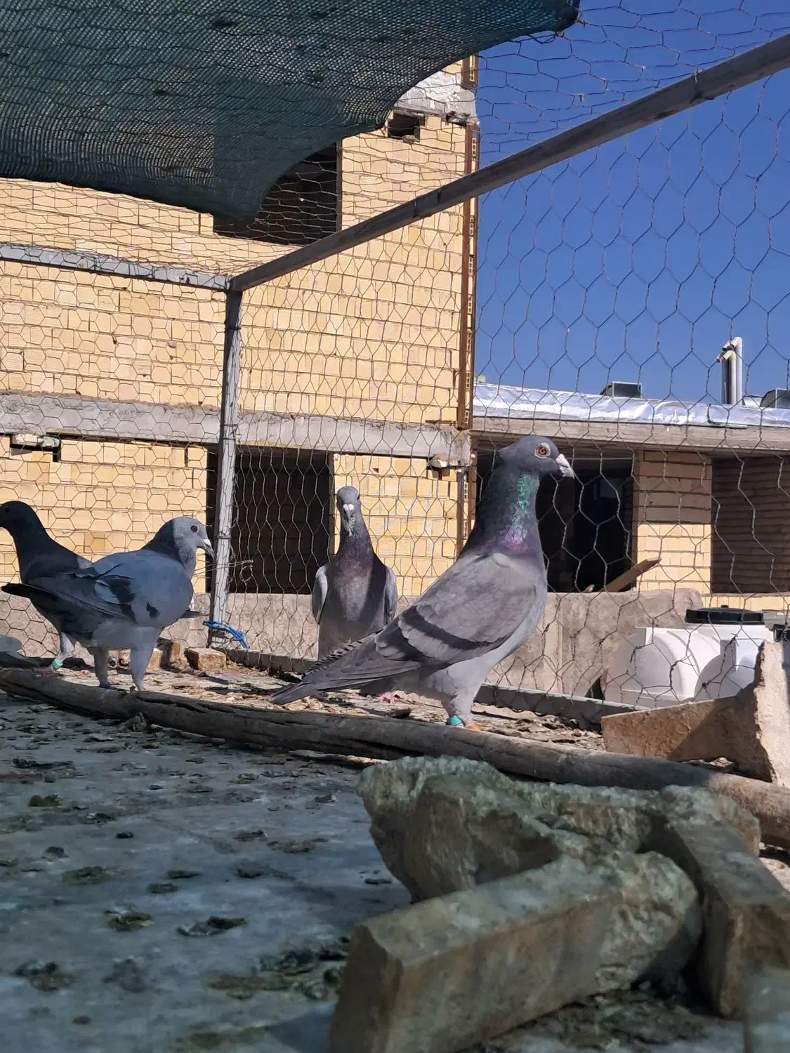 کفتر پلاکی|پرنده|شیراز, کوشک میدان|دیوار