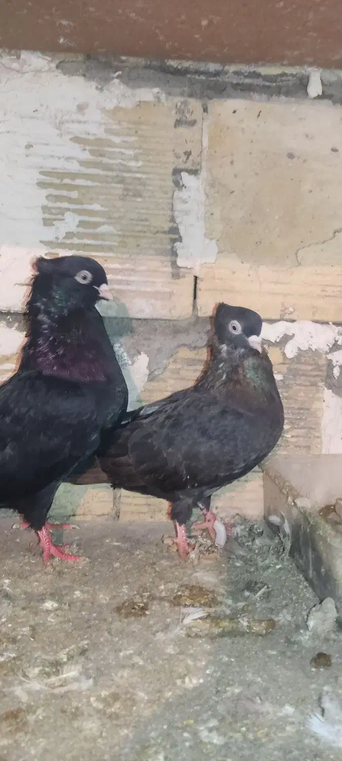 سیا|پرنده|خمینی‌شهر, |دیوار