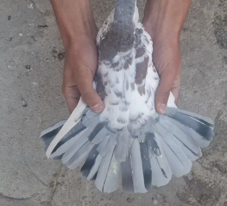 کفتر|پرنده|چناران, |دیوار