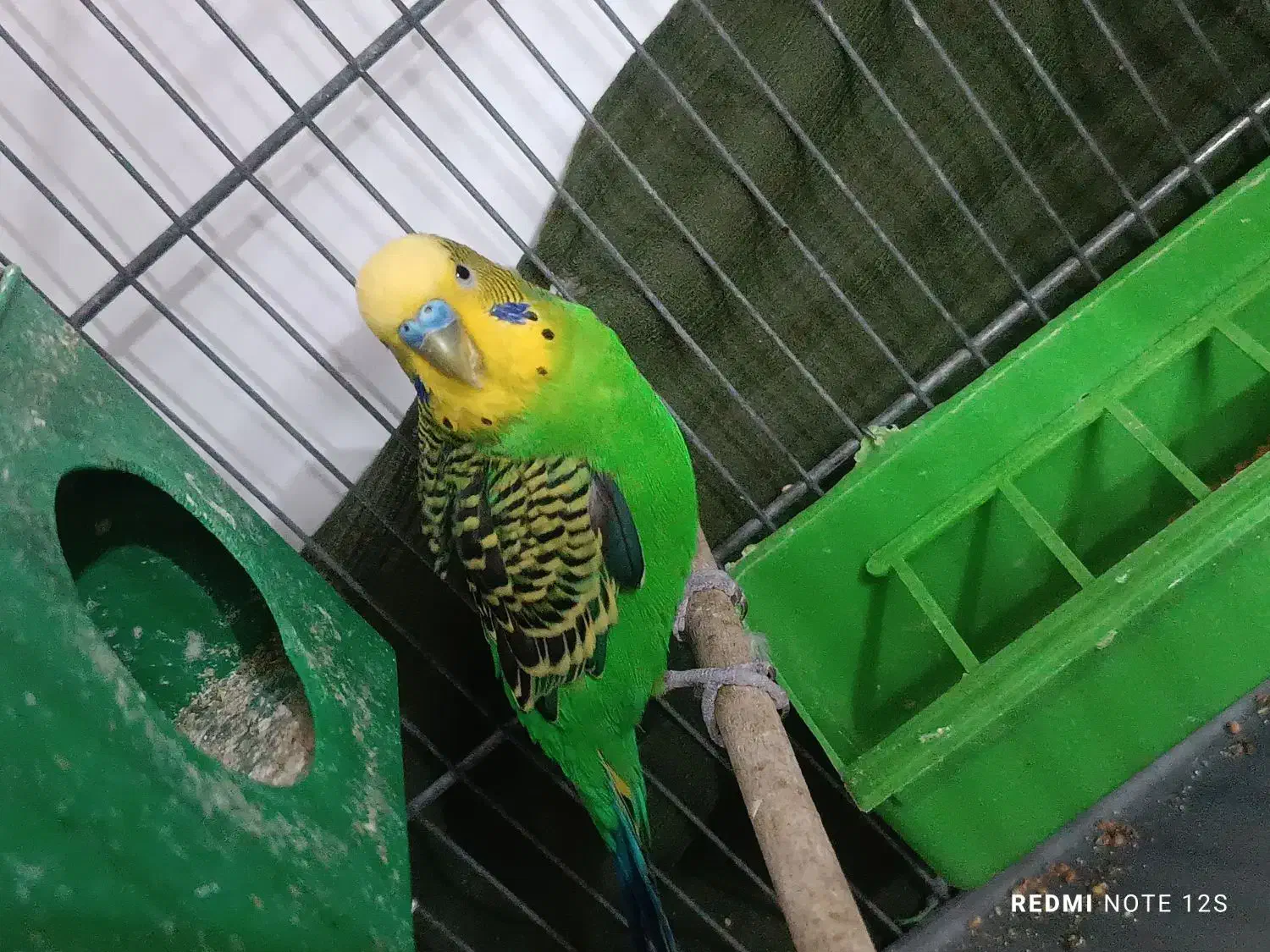 مرغ عشق جفت|پرنده|محلات, |دیوار