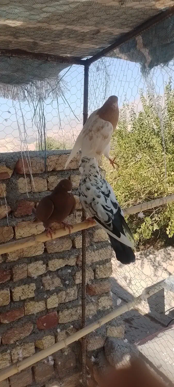 کفتر|پرنده|گیلوان, |دیوار