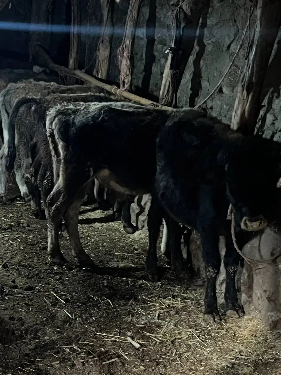 گوساله|حیوانات مزرعه|انگوت, |دیوار