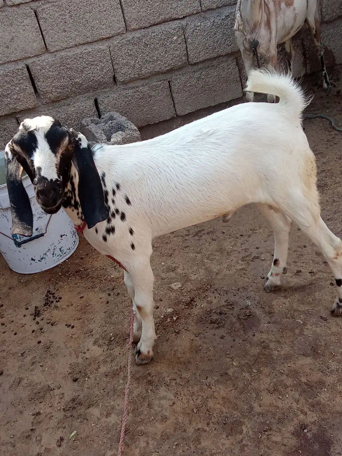 کهره نر|حیوانات مزرعه|بندرلنگه, |دیوار