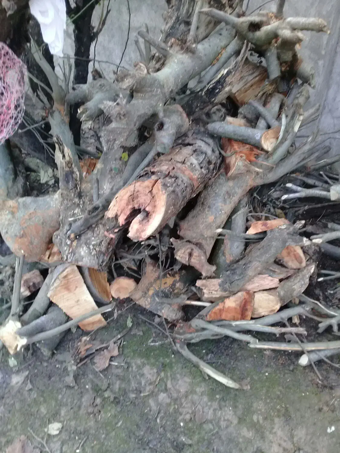 چوب زغالی درخت آزاد|مصالح و تجهیزات ساختمان|آستانه اشرفیه, |دیوار