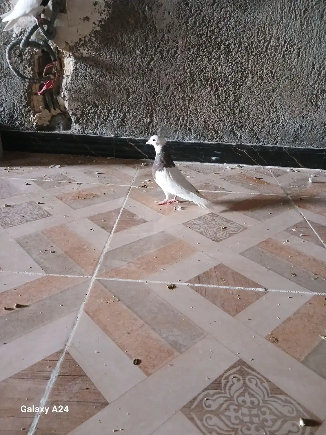 جفت طوقی جوجه|پرنده|رامشیر, |دیوار