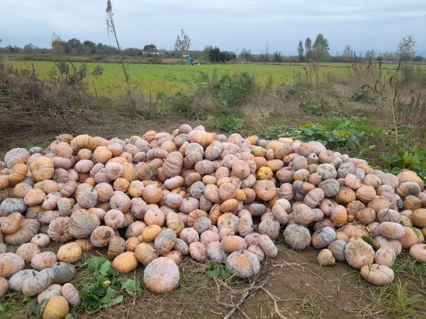 کدو انجیری|خوردنی و آشامیدنی|ضیابر, |دیوار