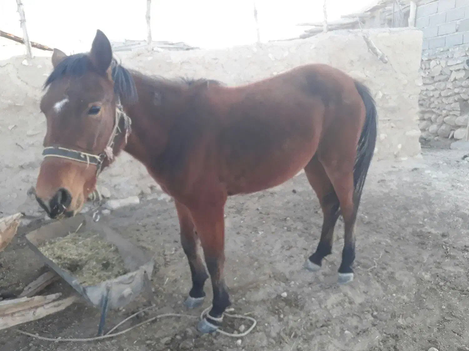 اسب|اسب و تجهیزات اسب‌سواری|کلاله, |دیوار