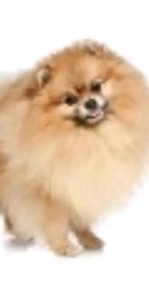 واگذاری توله سگهای پامرانین اروپای المانی اصل|سگ|محمدشهر, محمدشهر|دیوار