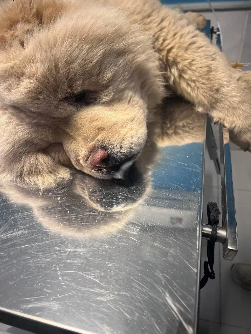 چاو‌چاو پیداشده|حیوانات|مشهد, هنرستان|دیوار