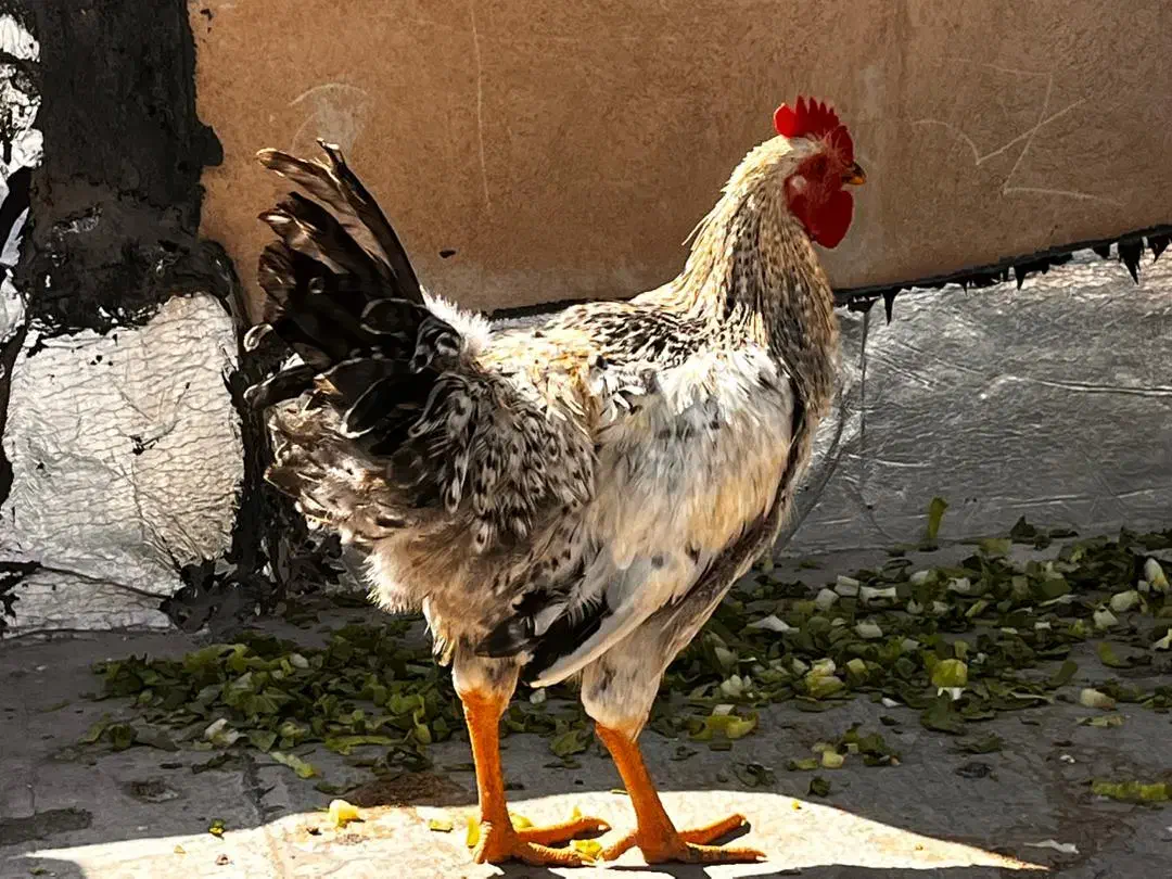 خروس رسمی جوان|حیوانات مزرعه|قم, باجک یک|دیوار