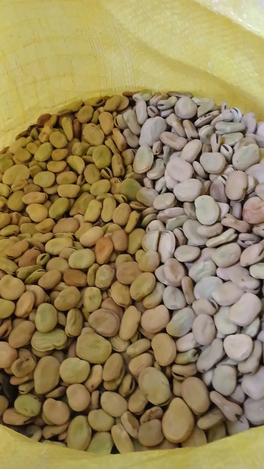 باقالی|خوردنی و آشامیدنی|بستان آباد, |دیوار