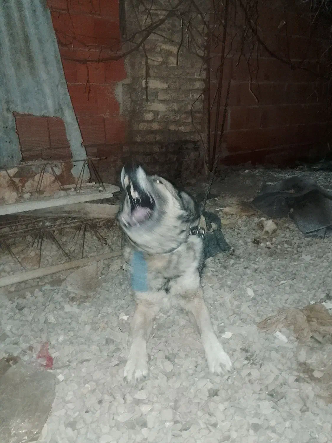 سگ نگهبان جلب ضمانتی گیرندگی|سگ|فاضل آباد, |دیوار