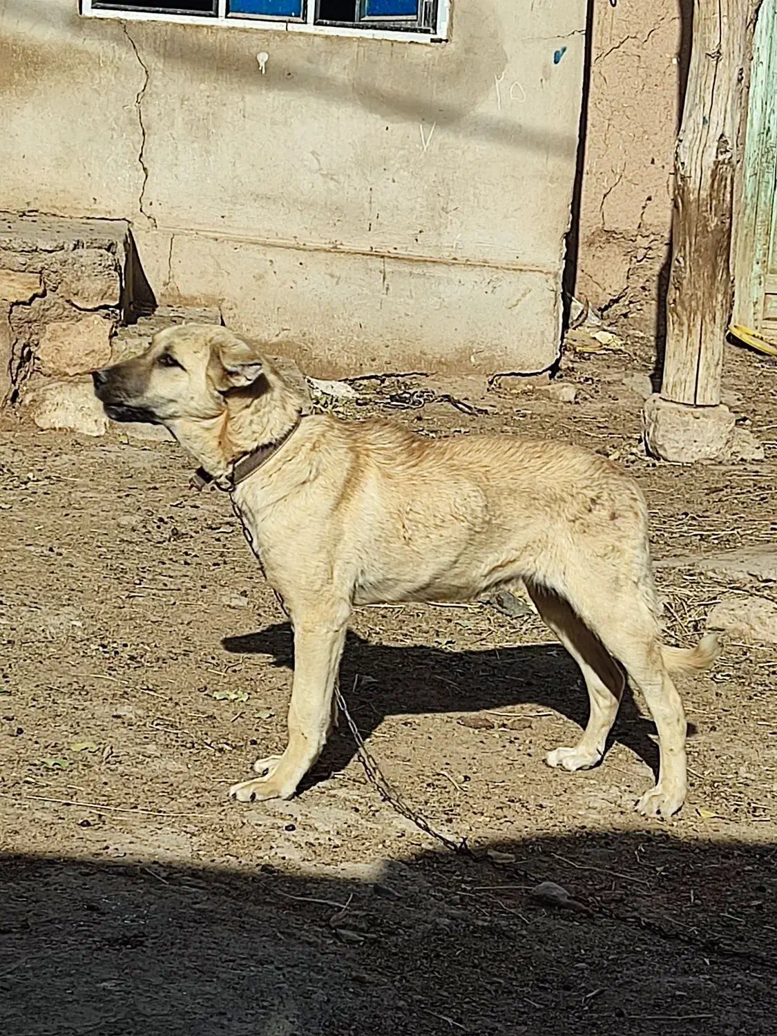 دزدیده شده|حیوانات|انگوران, |دیوار