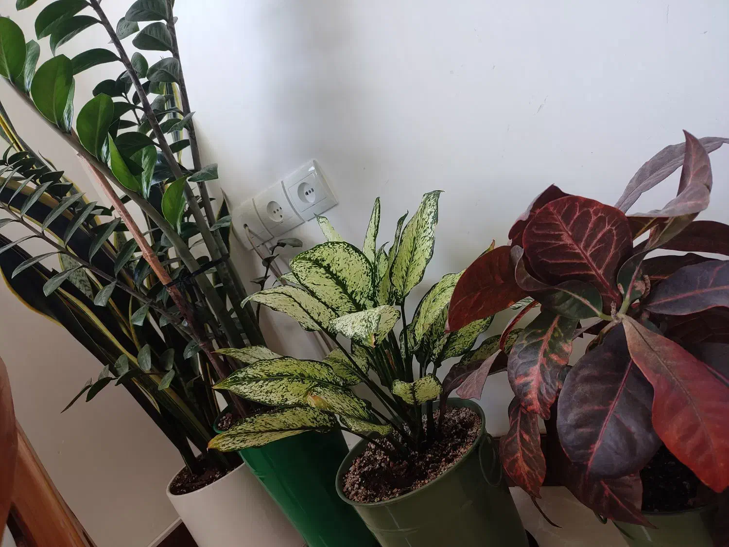 گل و گلدان|گل و گیاه طبیعی|لنگرود, |دیوار