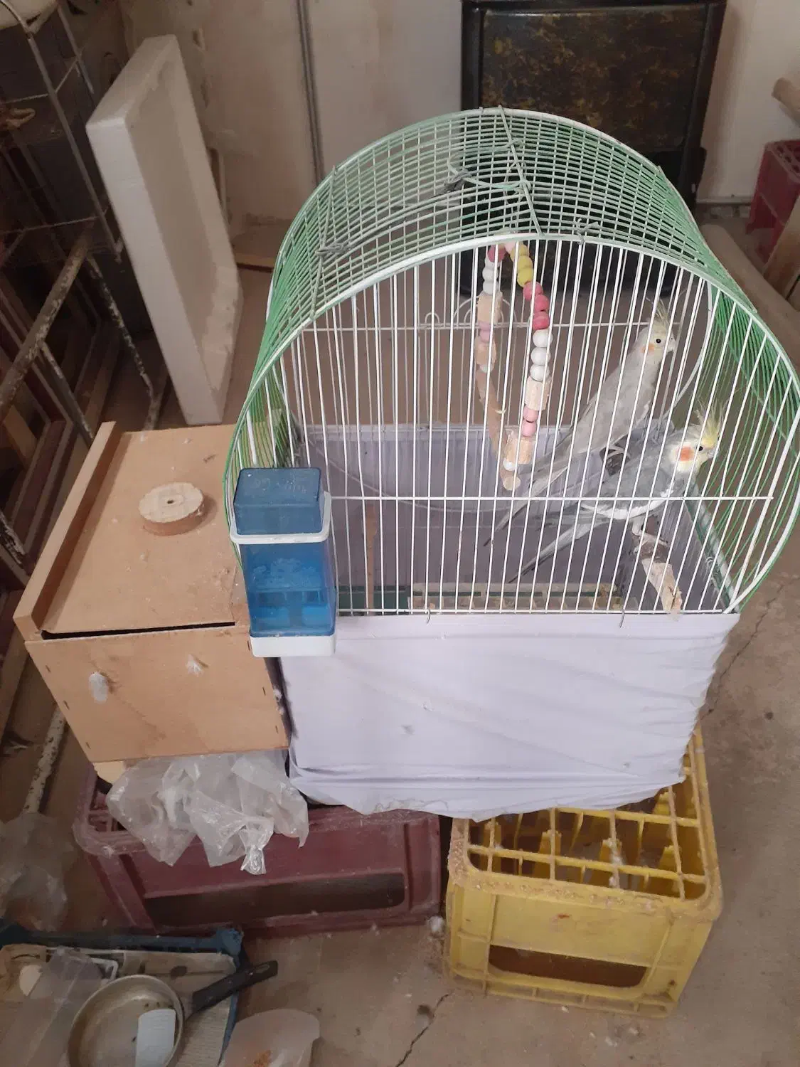 عروس هلندی مولد با قفس و تخم|پرنده|سراب, |دیوار