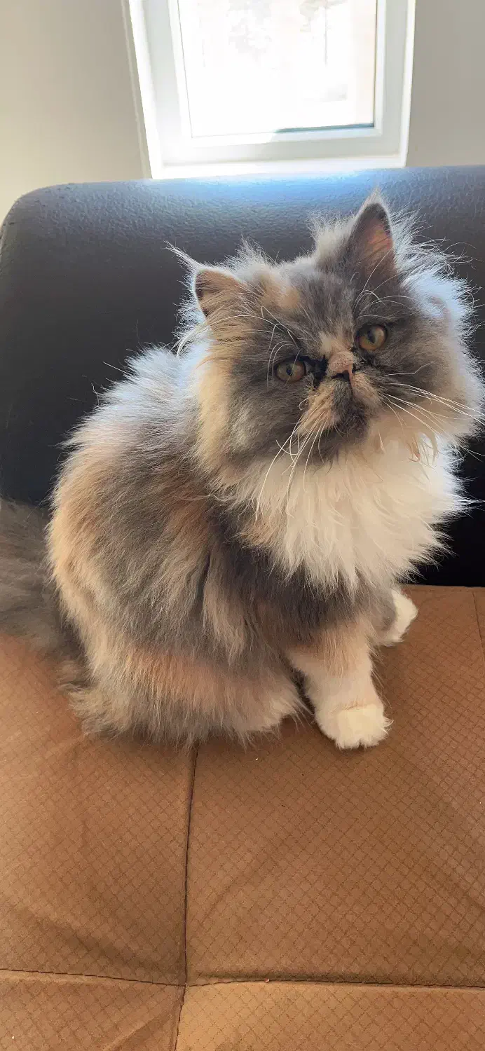 واگذاری گربه مولد پرشین/ اسکاتیش/ هیمالین|گربه|گنبد کاووس, |دیوار