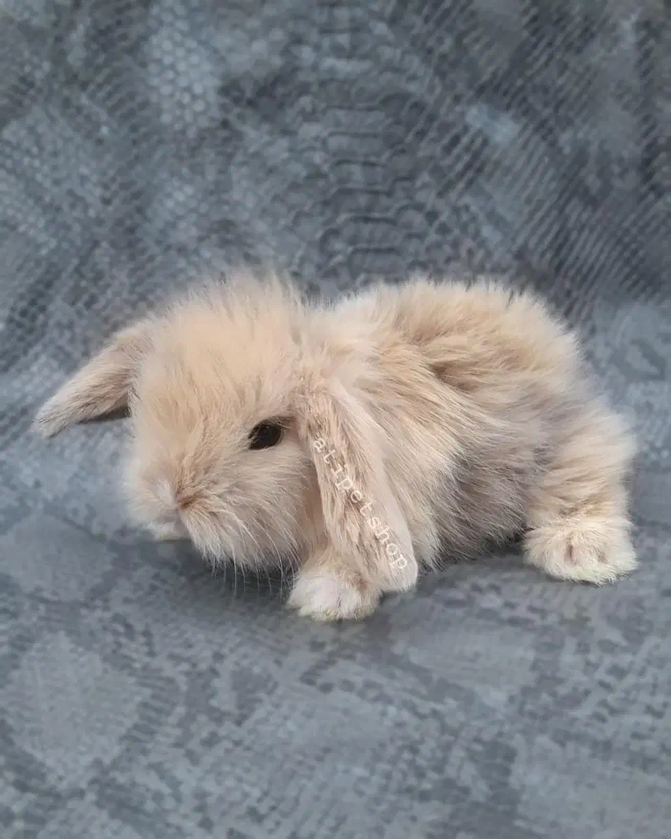 توله خرگوش لوپ عروسکی (همه رنگ)|موش و خرگوش|اهواز, پادادشهر|دیوار