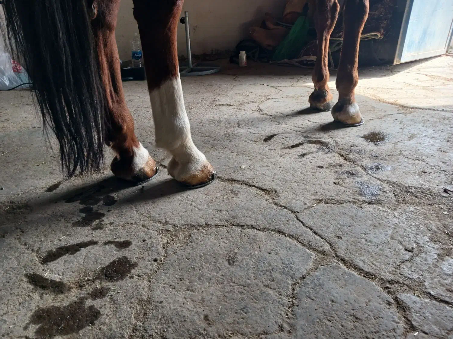 خدمات تخصصی نعل‌بندی، واصلاح سم باقیمت استثنایی|اسب و تجهیزات اسب‌سواری|کرج, فاز ۴ مهرشهر|دیوار