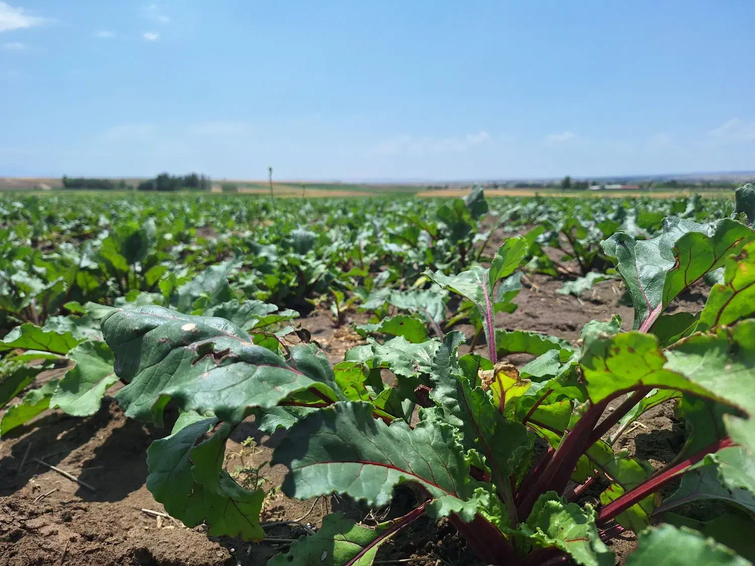 لبو شیریت سرت شده بدون ایراد|خوردنی و آشامیدنی|ارشق, |دیوار