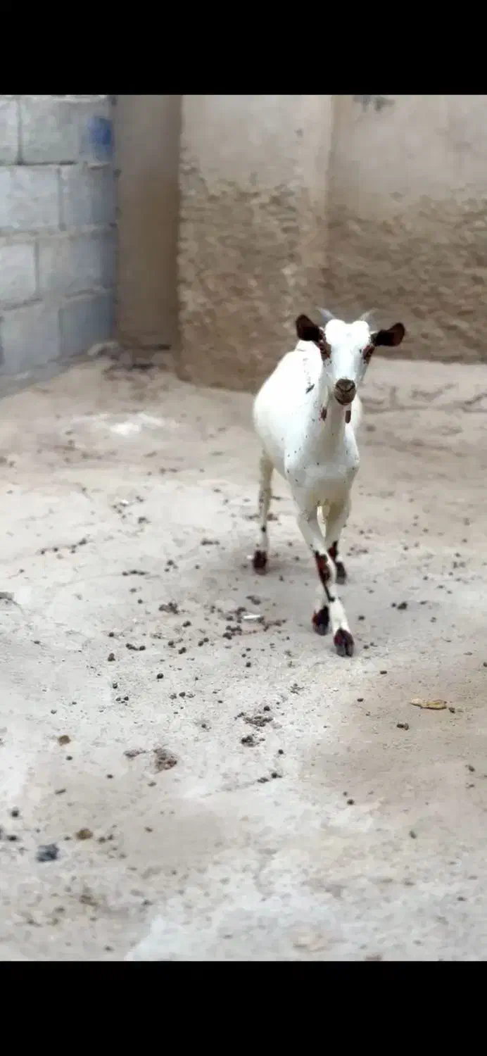 جنس اهو|حیوانات مزرعه|یزد, |دیوار