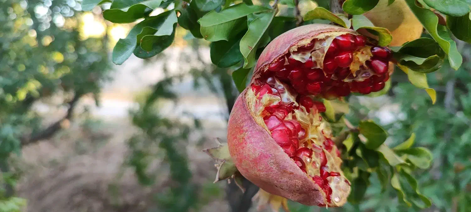 فروش زمین باغی در فرهنگ شهر|فروش زمین و ملک کلنگی|شیراز, فرهنگ شهر|دیوار