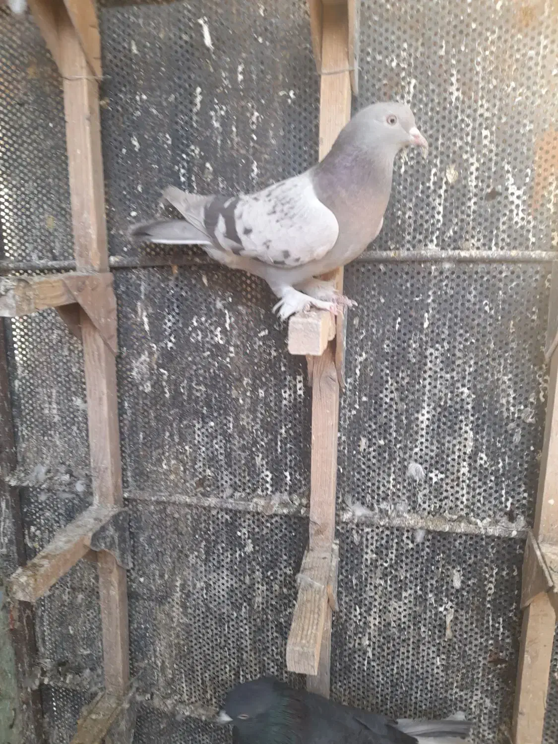 سوسنی‌ماده|پرنده|مرودشت, دولت آباد|دیوار