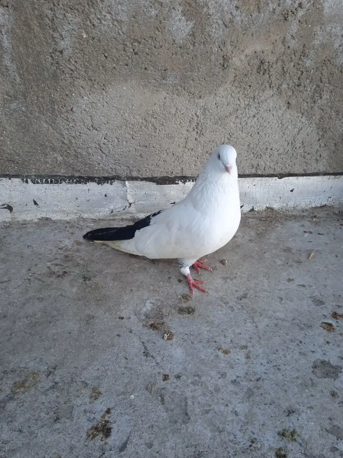 کبوتر رنگی|پرنده|نگین شهر, |دیوار