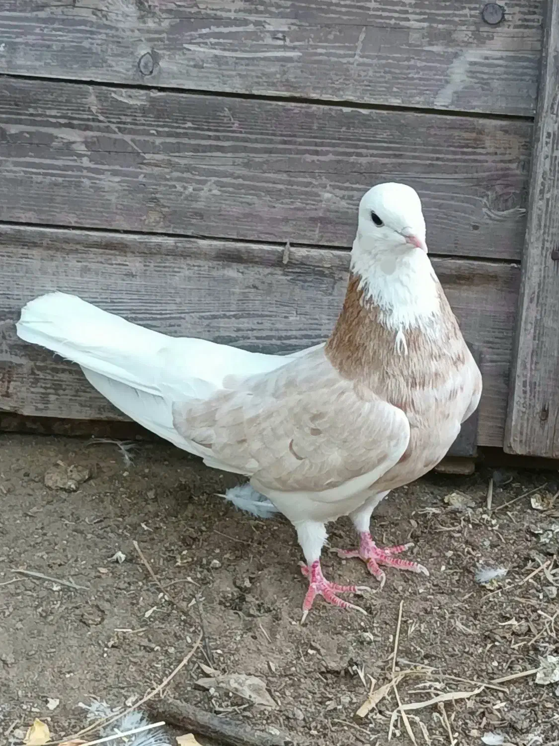 کبوتر شازده|پرنده|ماهنشان, |دیوار