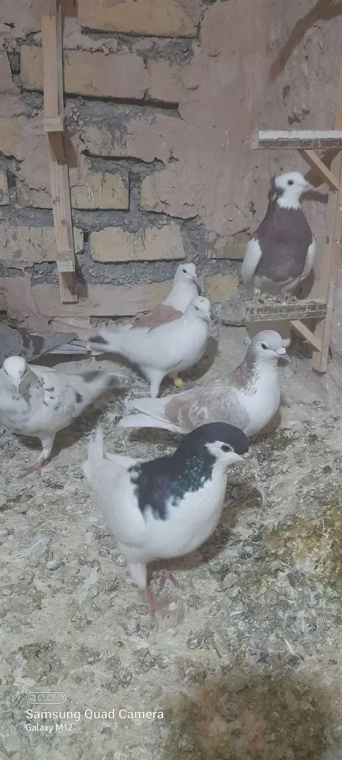 کفتر پرشی|پرنده|زبرخان, |دیوار