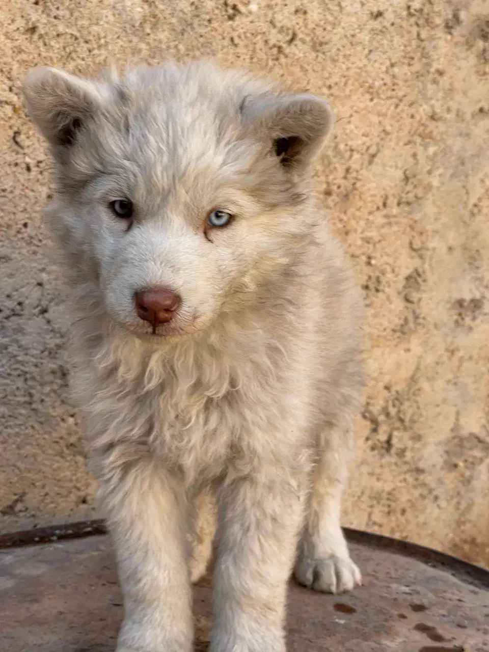 واگذاری هاسکی|سگ|شیراز, شهرک جماران|دیوار