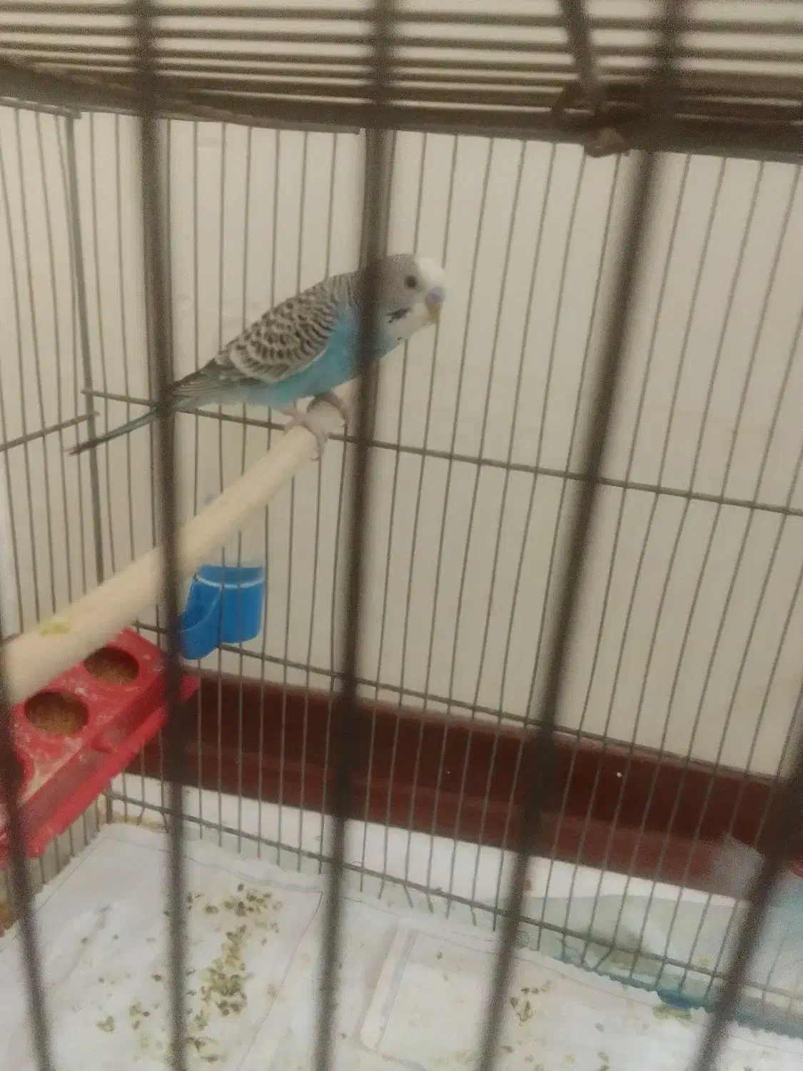 مرغ عشق|پرنده|تهران, امام حسین|دیوار