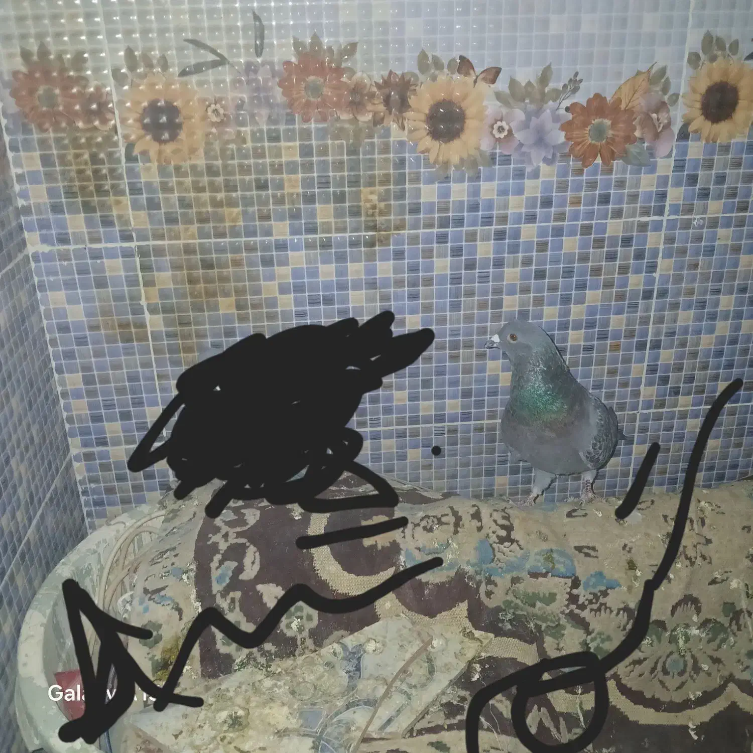 کبوتر گشده|حیوانات|سراوان, |دیوار