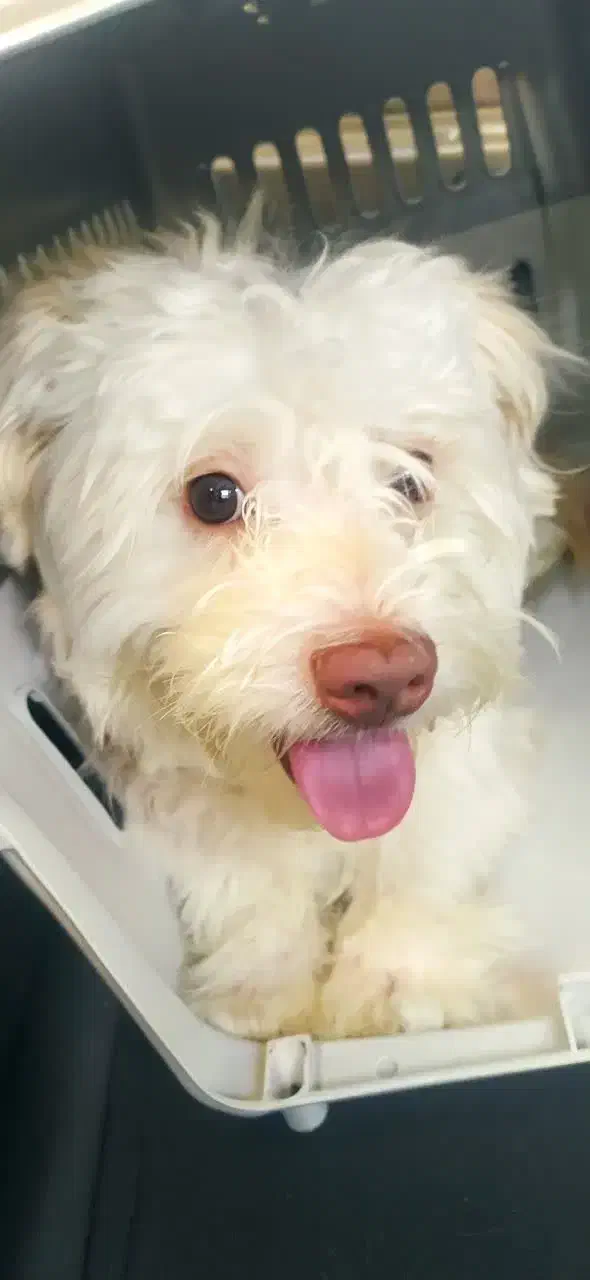 واگذاری سگ نر  یک ساله|سگ|تهران, افسریه جنوبی|دیوار